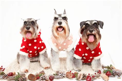 17 Best images about schnauzer fun ! on Pinterest | Best dogs, Mini ...