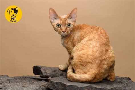 Gato Devon Rex: Conheça o Encanto dos Pelos Encaracolados.