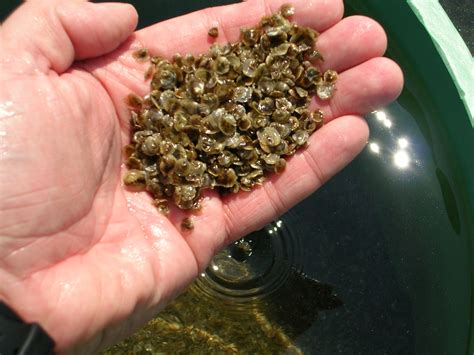 Shellfishing Newsletter