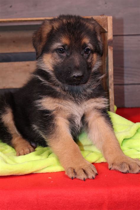 21+ German shepherd puppies near me info