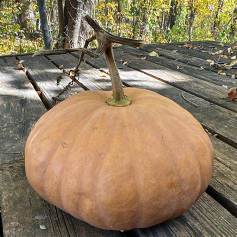 Heirloom Squash: Grow, Cook & Decorate - Farm to Jar