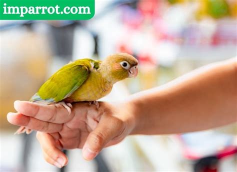 Cinnamon Green Cheek Conure (Vet's Guide) - imparrot