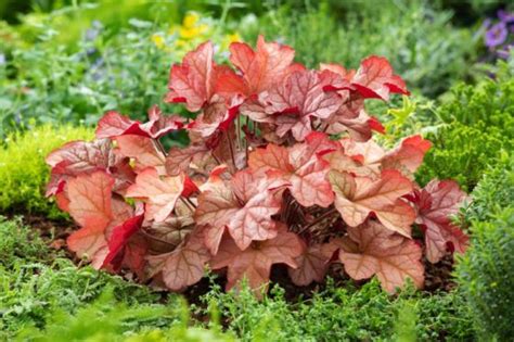 Heuchera 'Pinot Gris' P9 cm