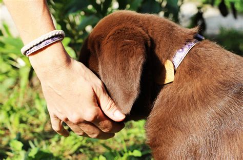 How to avoid spoiling your dog – Pettsie