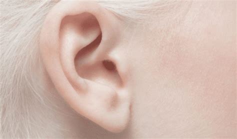 cornell revolutionizes realistic ear grafts   printed ear dnatives