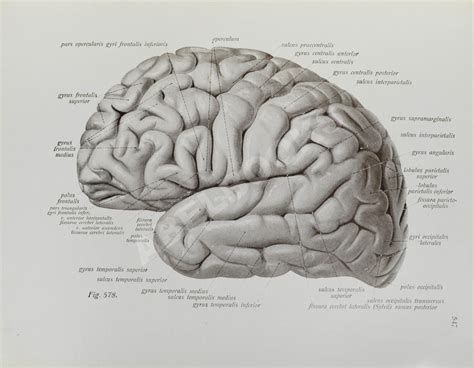 Соботта, Й. Атлас описательной анатомии человека | Антикварные книги ...
