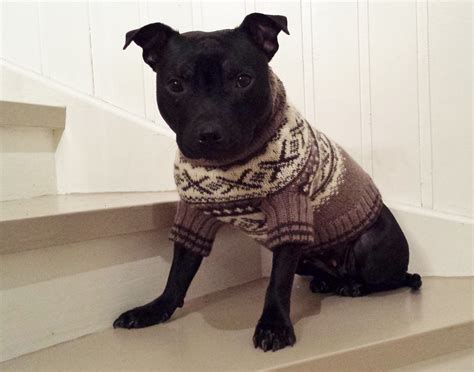Knitting Pattern For Staffy Dog Coat at Charli Allison blog