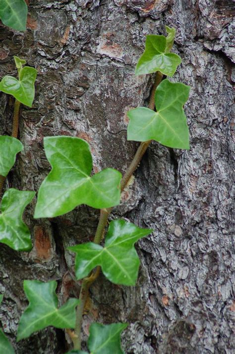 Ivy Plant Types