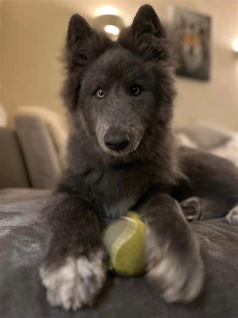 This Rare Giant ‘Blue Wolfdog’ Is Goofy and Fun—but Can’t Be Everyone’s