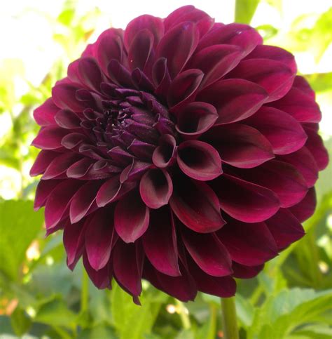 Where Does the Exquisite Black Dahlia Get Its Color From?