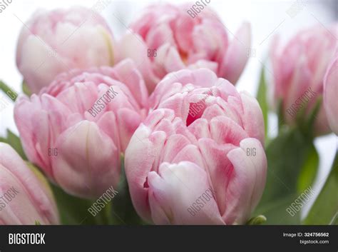 Delicate, Soft, Image & Photo (Free Trial) | Bigstock