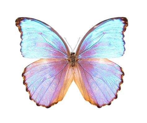 UNA Mariposa Real azul púrpura Morpho godarti asarpai Perú | Etsy