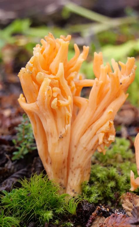 fungi foundation
