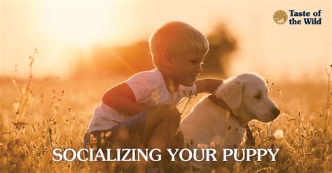 Why You Need To Socialize Your Dog