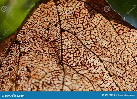 leaf texture stock image cartoondealercom