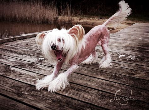 The most low energy non shedding dog breeds – Artofit