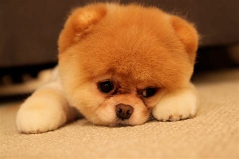 A 20 Year Old Boy's Journey in Love and Life: Cutest Dog EVER!