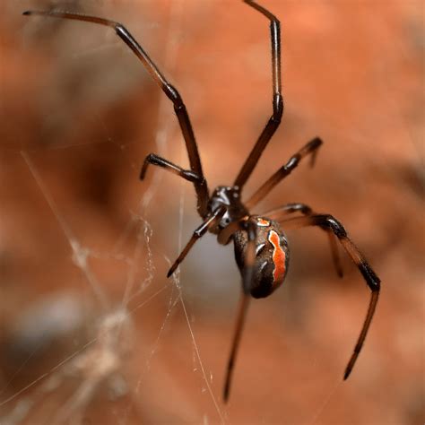 Redback Spider in Melbourne - Friendly Pest Control