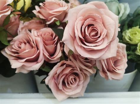 "Old Rose" Images – Browse 4,955 Stock Photos, Vectors, and Video | Adobe Stock