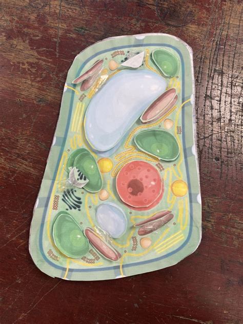 colne park high school cell model creativity