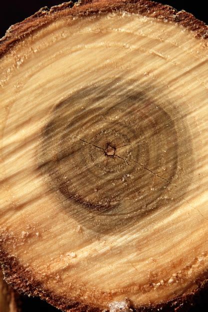 Premium Photo | Cut tree