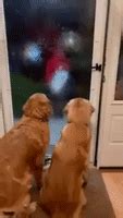 Thanksgiving-dogs GIFs - Get the best GIF on GIPHY