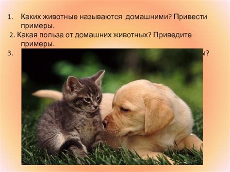Домашние животные