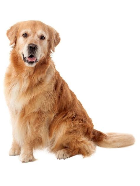 KÖPEK