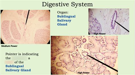 sublingual salivary glands diagram quizlet