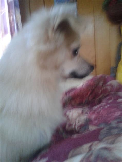 Pomchi | GreatDogSite