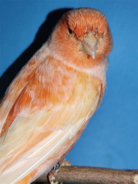 Kanarinka