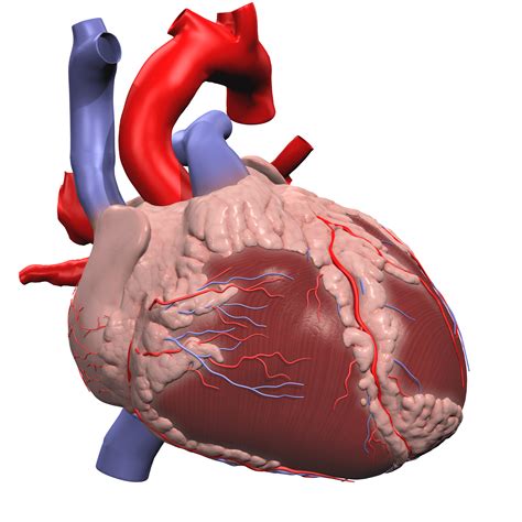 Aorta Anatomy
