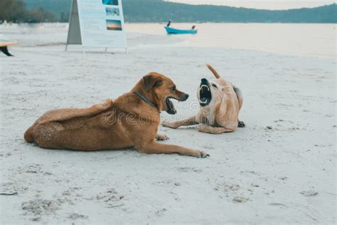 Couple of Island Dogs Heaving Fun Together at the Beach. Stock Photo ...