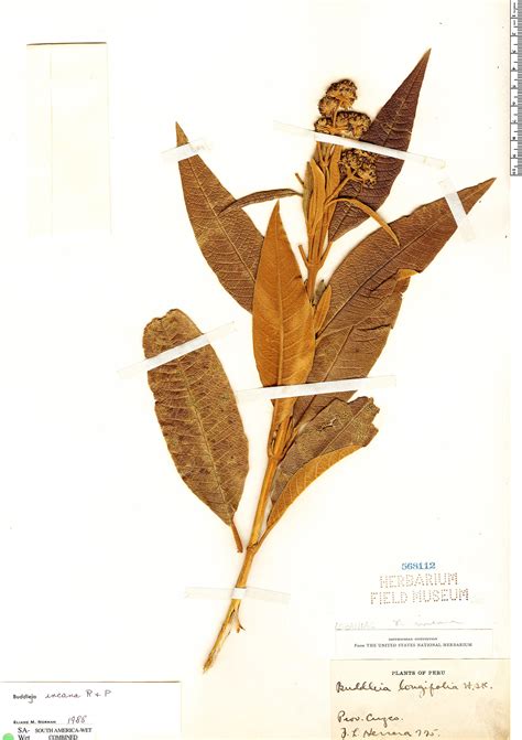 Buddleja incana | Herbário Rapid Reference | The Field Museum