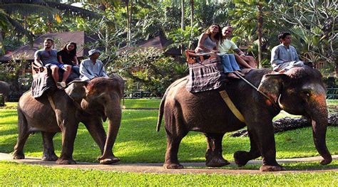 Elephant Safari Ride Bali - Bali Krisna Tour