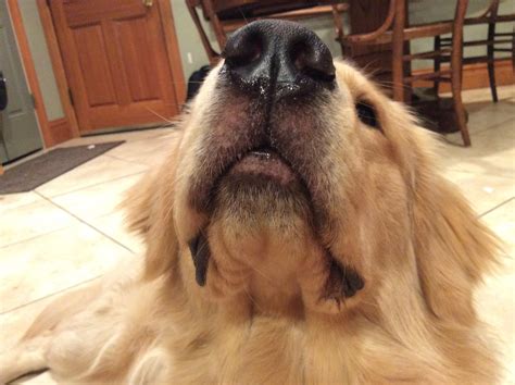 why is dog losing weight at home 7