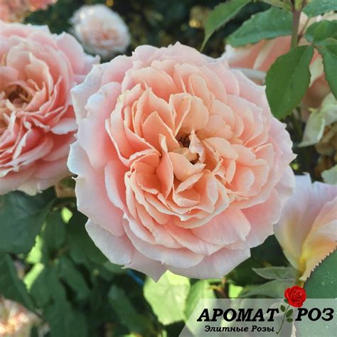 Поль Бокюз (Paul Bocuse) – Шрабы - купить Аромат-роз.рф
