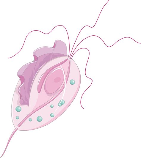 Trichomoniasis – Women's Health by Dr Lee Say Fatt