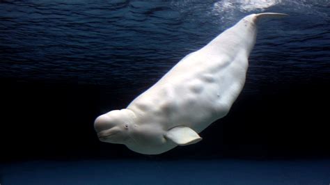 Beluga – All About Whales