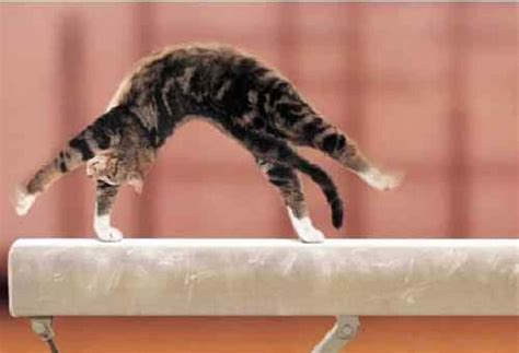 flexible cats funny pictures  cats  weird poses