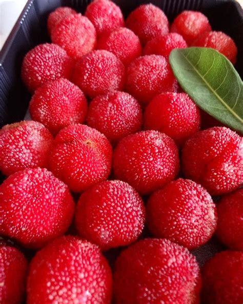 bayberry pictures