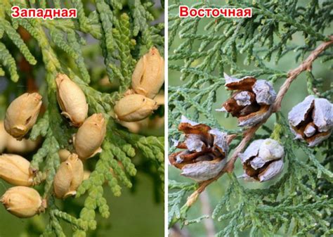 Східна ялиця
