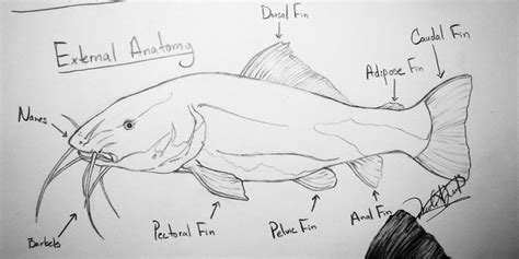 catfish anatomy study  delightsjd  deviantart