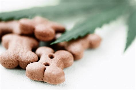 What is ganja? – GGS