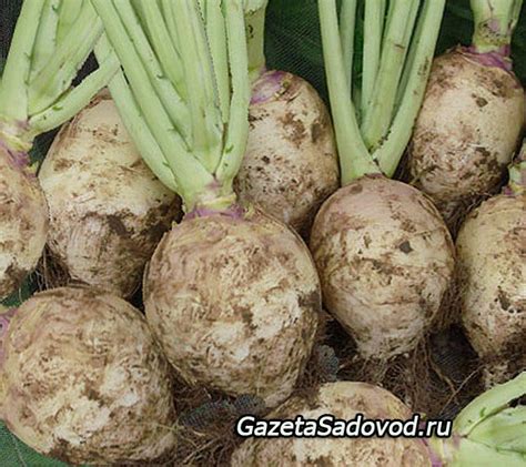Брюква: выращивание, уход, хранение » "Газета садовод" - сетевое издание