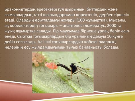 Шаншарлар немесе ихнеумонида тұқымдасы - Ichneumonidae - презентация онлайн