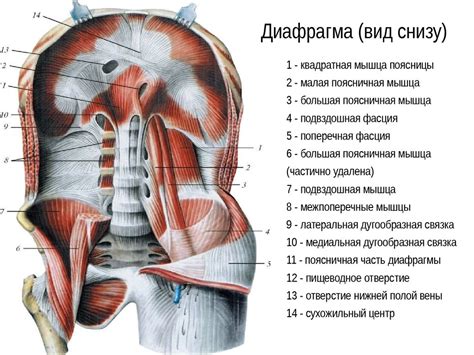 Мышцы спины - презентация онлайн