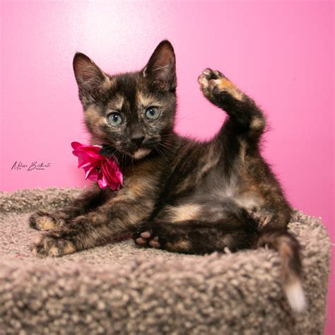 Menards Sterling IL shoppers face new changes during store hours 15