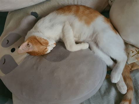 💤 🦥 fave spot : r/catsofrph