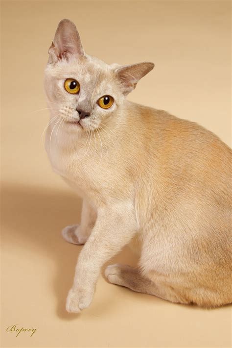 51 Burmese Kittens ideas | kittens, burmese kittens, beautiful cats